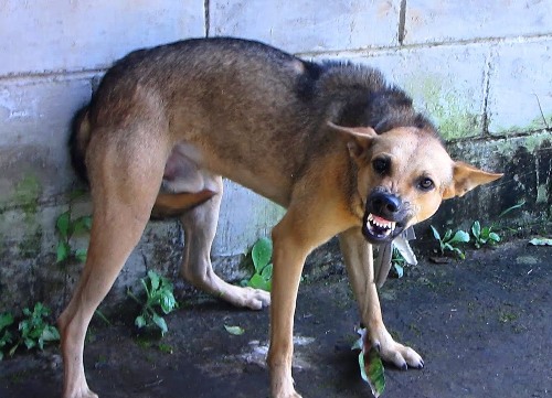 Detectan dos nuevos casos de rabia canina en Cerro Colorado - El ... - El Búho Noticias de Arequipa