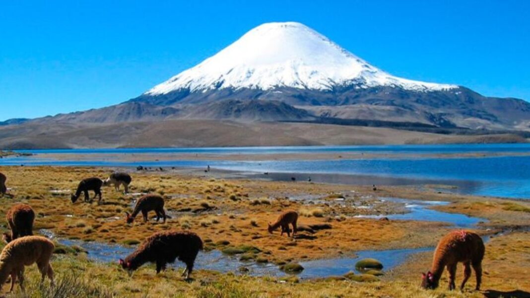 Chaku En Arequipa Tradici N Ancestral De Cuidado De Vicu As