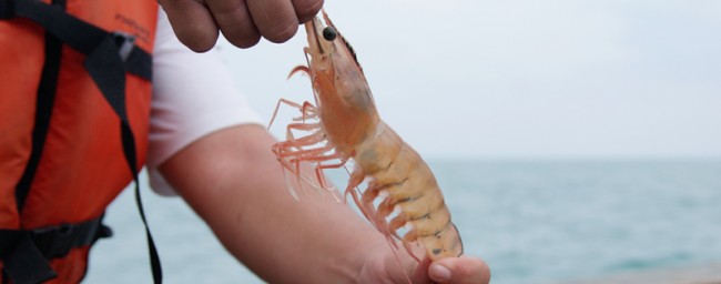 veda-de-camaron-marino-