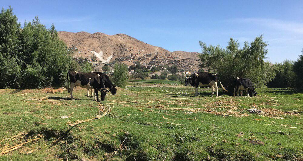 Arequipa Cerro Verde Río Chili ganado enfermo