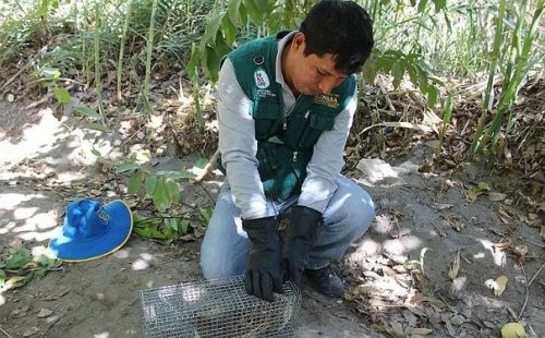 Declaran provincia de Arequipa en emergencia por presencia de roedores