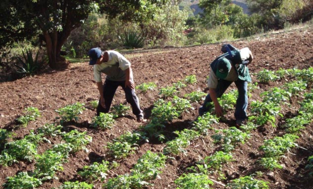 Empresa china invertiría 700 millones de dólares en proyecto agrícola en Arequipa
