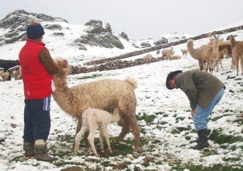 Ola de frío ya cobró la vida de 5 mil 900 alpacas en Arequipa