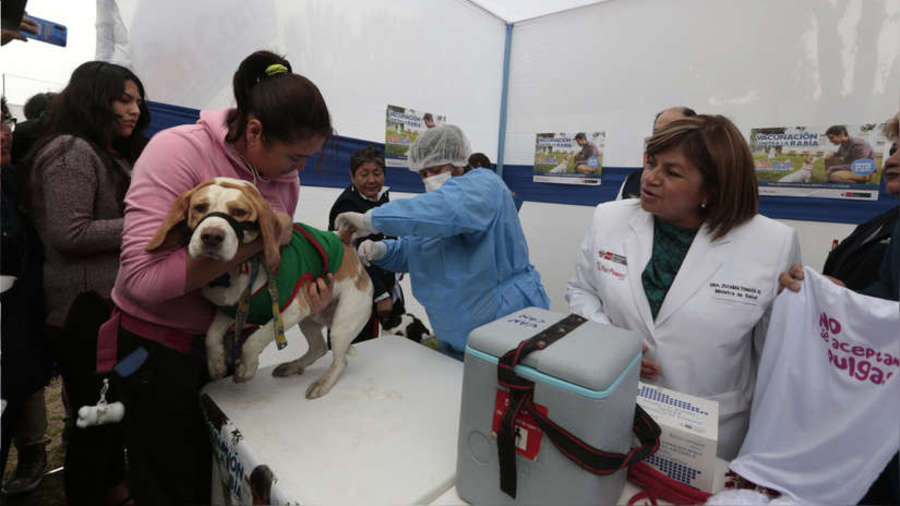 200 mil canes serán inmunizados en nueva campaña antirrábica