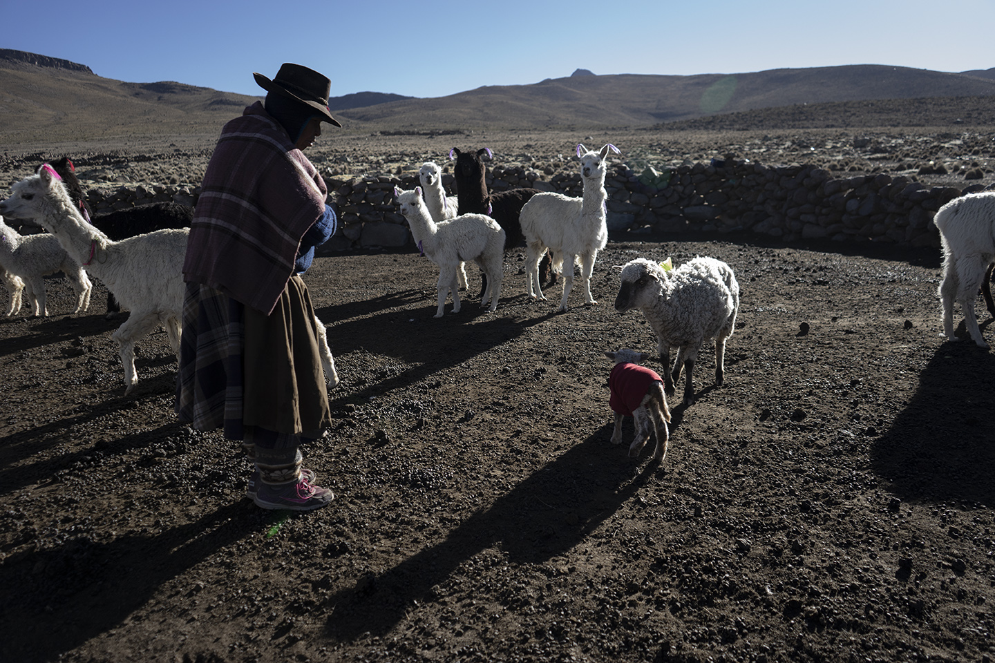 Heladas en el Altiplano: la lucha de comunidades indígenas frente al cambio climático