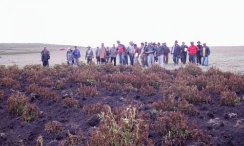 Heladas afectaron más de 700 hectáreas de cultivos en la región Arequipa