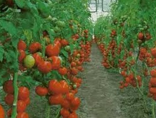 Comenzó producción de tomate en centro de innovación tecnológico de Orcopampa