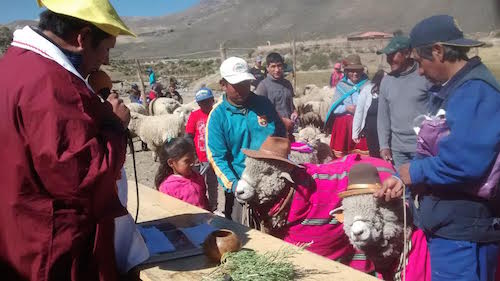 Celebran inicio del Año Andino en Orcopampa con matrimonio de ovinos