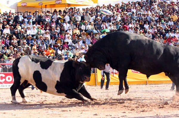 En torneo taurino piden acudir con camisetas blancas para rechazar prohibición de peleas de toros