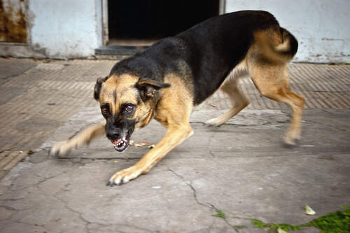 Preocupación en Salud por detección de dos nuevos casos más de rabia canina en Arequipa