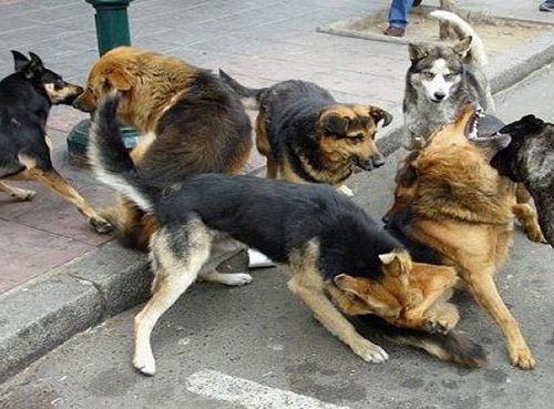Más de diez mil personas fueron mordidas por perros durante el 2016
