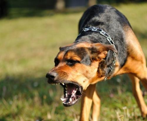 Ya son 14 los casos de rabia canina registrados en Arequipa