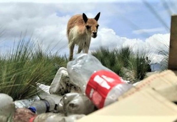 Salinas y Aguada Blanca: Interoceánica provoca muerte de vicuñas y contaminación