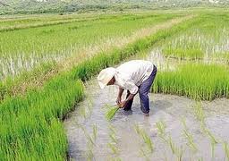 cultivos de arroz