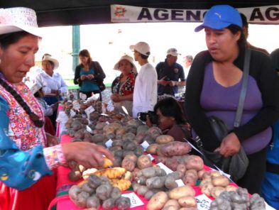 El 20% de la producción de papa de Arequipa se comercializa en Bolivia
