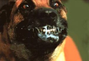 Salud confirma dos casos de rabia canina en Arequipa