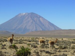 Aumentan muertes de vicuñas por atropellos en Salinas y Aguada Blanca