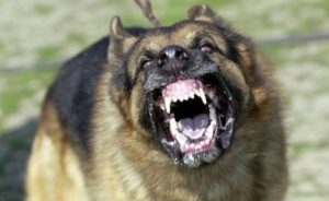 Reportan 27 casos de canes con rabia en lo que va del año en Arequipa