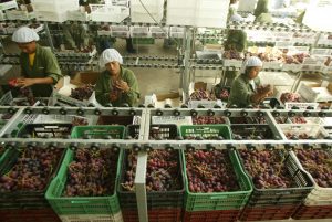 Bloqueos fitosanitarios afectan exportaciones agrícolas de Arequipa