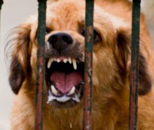 Se incrementan a 11 los casos de rabia canina en Arequipa