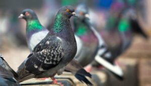 Cultivos de quinua se ven amenazados por plaga de palomas en Tuti