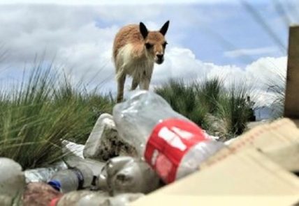 Salinas y Aguada Blanca: Interoceánica provoca muerte de vicuñas y contaminación