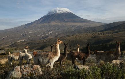 Salinas y Aguada Blanca: Adoptarán medidas urgentes para evitar muerte de vicuñas