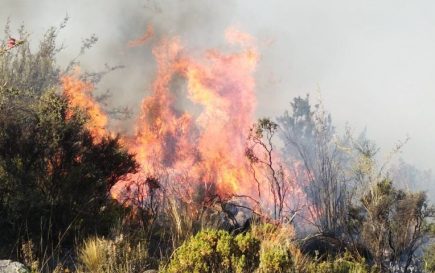 Más de 3 mil 200 hectáreas afectadas por incendios forestales en Arequipa
