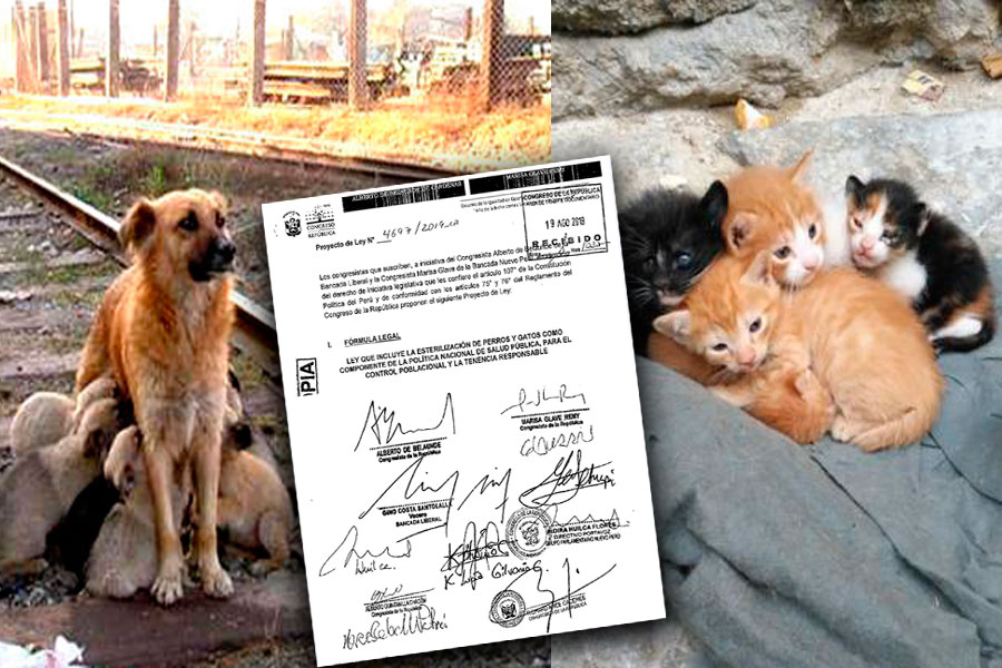 Congreso ley que promueve la esterilización en perros y gatos
