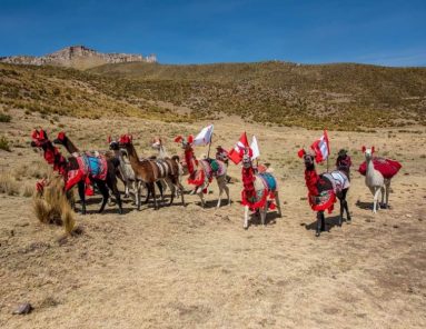 Arequipa: Callalli ofrece a turistas caminatas con llamas (VIDEO)