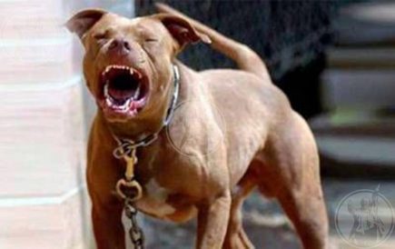 Perros pitbull atacan y matan a niño de 6 años en su propia casa