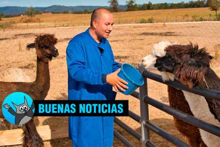 Coronavirus: Científicos creen que la alpaca puede neutralizar nuevas variantes