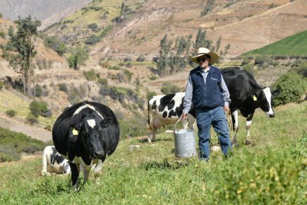 Arequipa: productores lecheros exigen declarar en emergencia sector ganadero