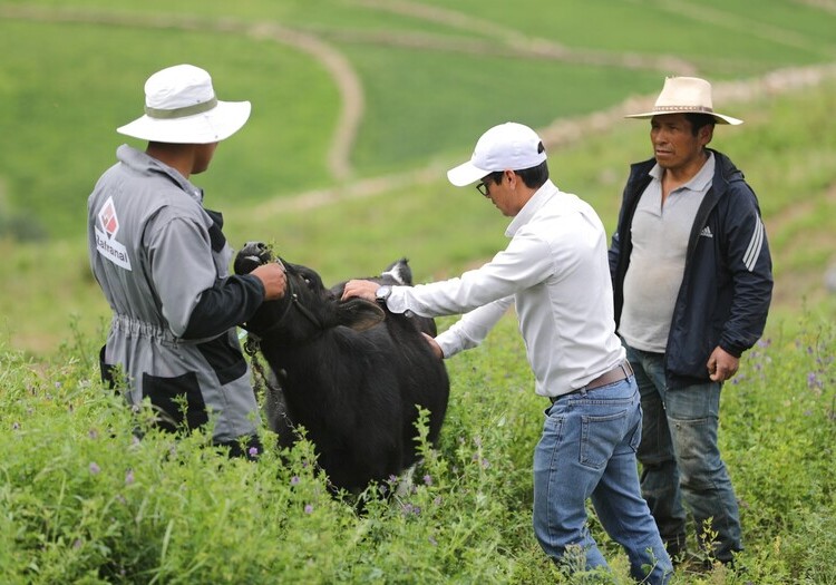 Arequipa: pobladores y ganado de Lluta en riesgo por consumir agua contaminada