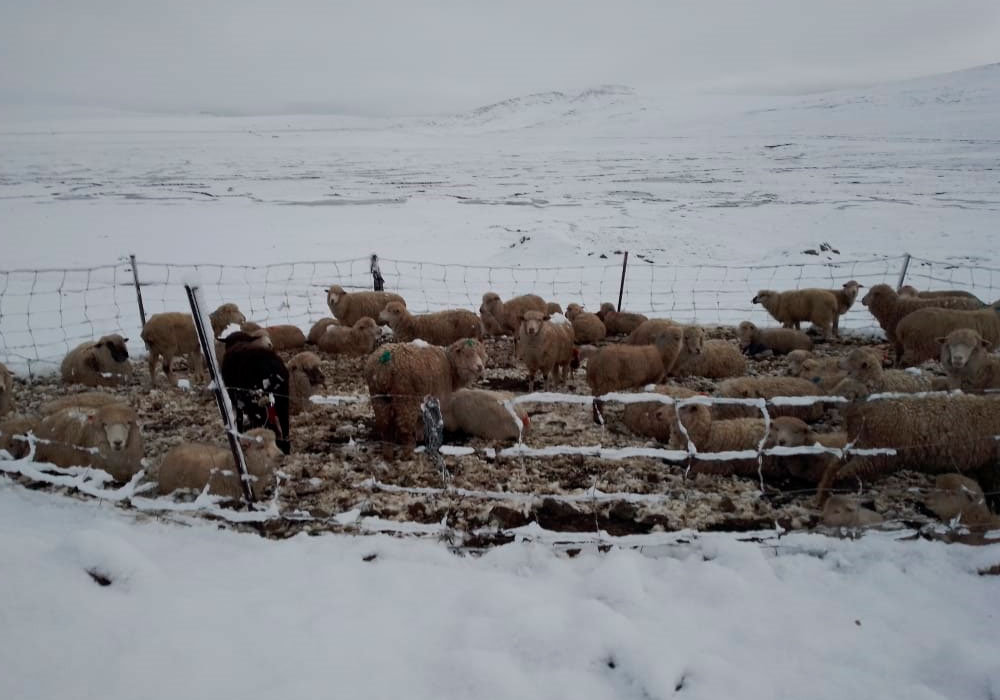 Arequipa: Crías de animales en riesgo por continuas nevadas