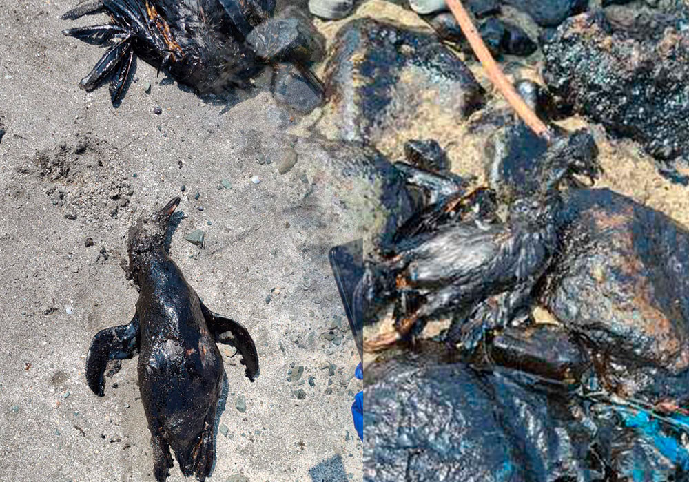 Desastre ambiental en Ventanilla: imágenes de 18 mil m² de playas contaminadas con petróleo (VIDEO)