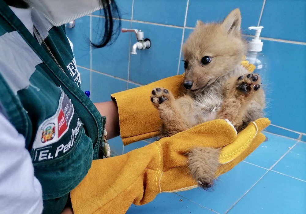 Arequipa: rescatan cría de zorro hallada con la cola cortada para rituales esotéricos