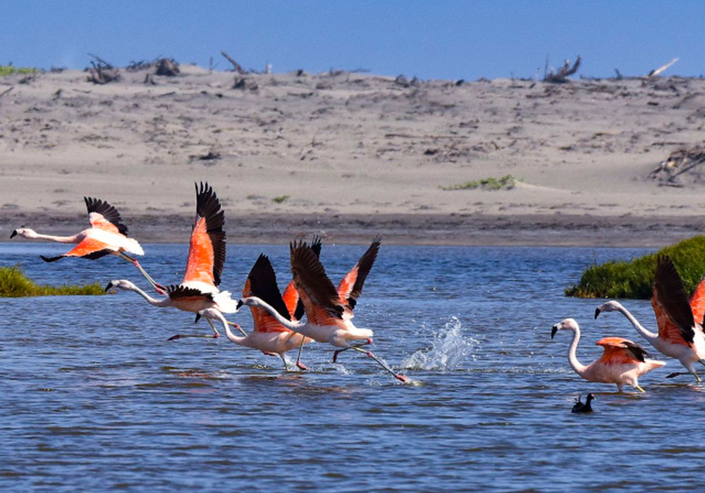 Arequipa: Humedales de Chaviña ya es un Área de Conservación Regional