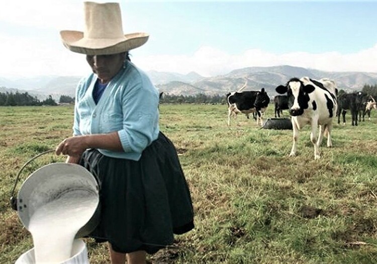 Arequipa: Gloria y Laive pagan S/ 1 litro de leche a productores desde hace 10 años