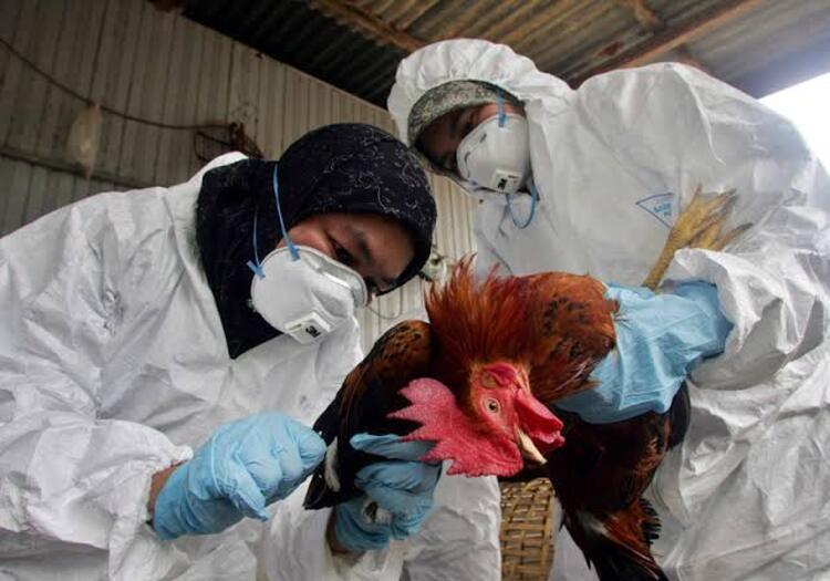 gripe aviar china