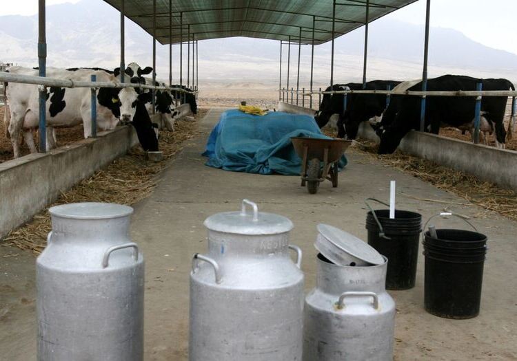 Arequipa: ganaderos aseguran que producción está asegurada para leche enlatada