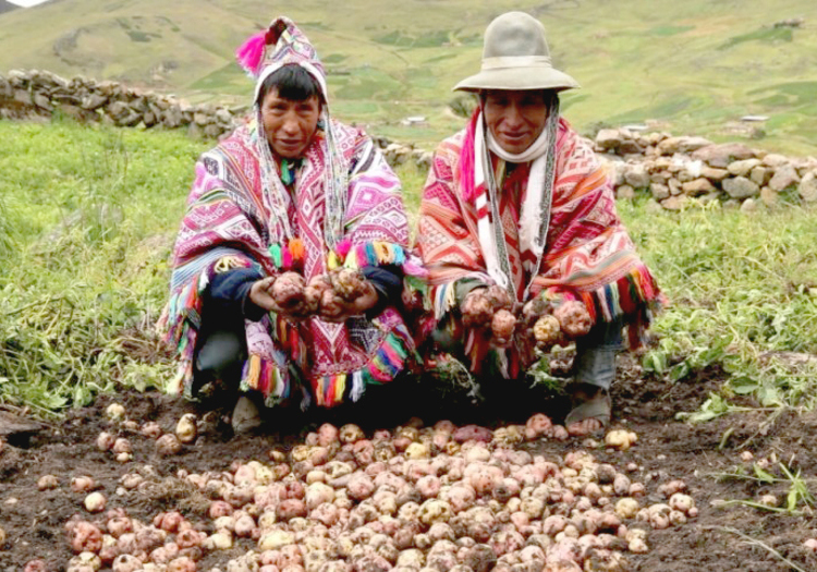 Día Nacional de la Papa: tubérculo andino como alternativa ante la crisis alimentaria