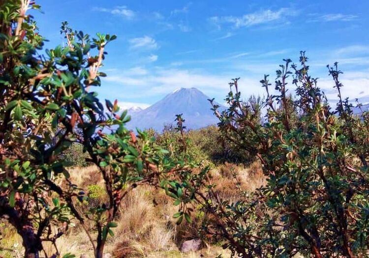 Zonificación forestal para mejorar los recursos de flora y fauna de Arequipa