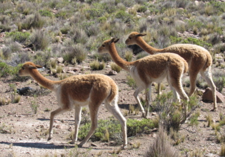 arequipa serfor zonificación forestal vicuñas