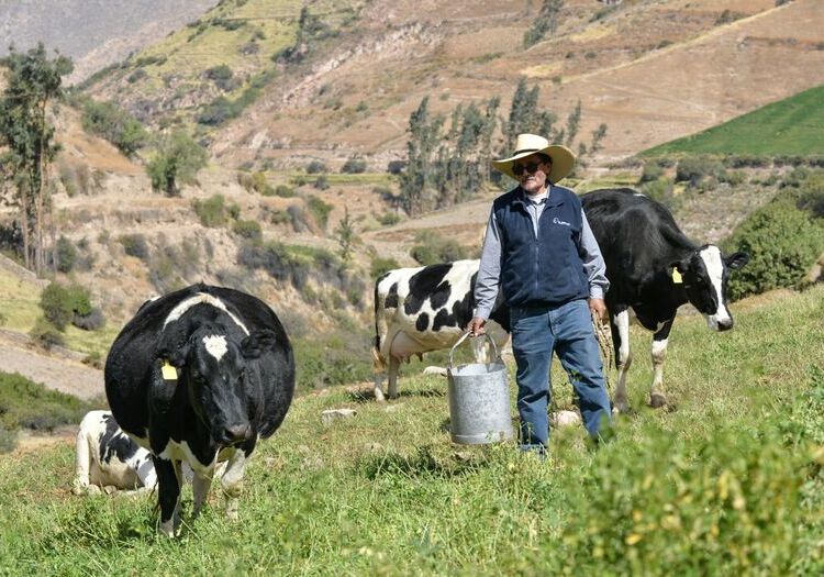 Crisis de fertilizantes: ganaderos rematan y sacrifican sus vacas en Arequipa
