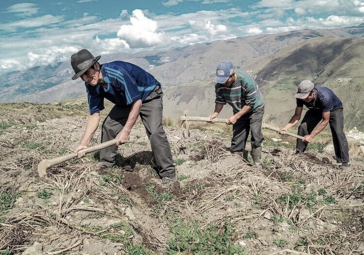 Arequipa: pequeña agricultura en emergencia al no recibir fertilizantes