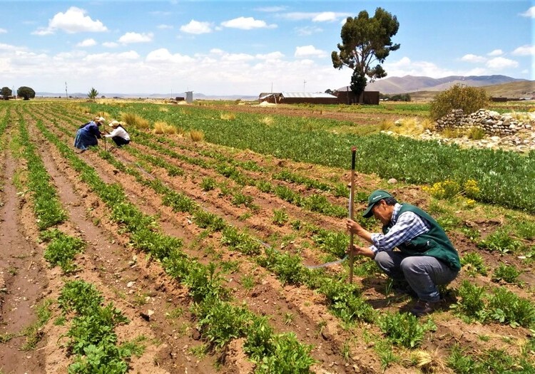 Arequipa: 10% de agricultores no sembrará y el resto reducirá producción en 20%