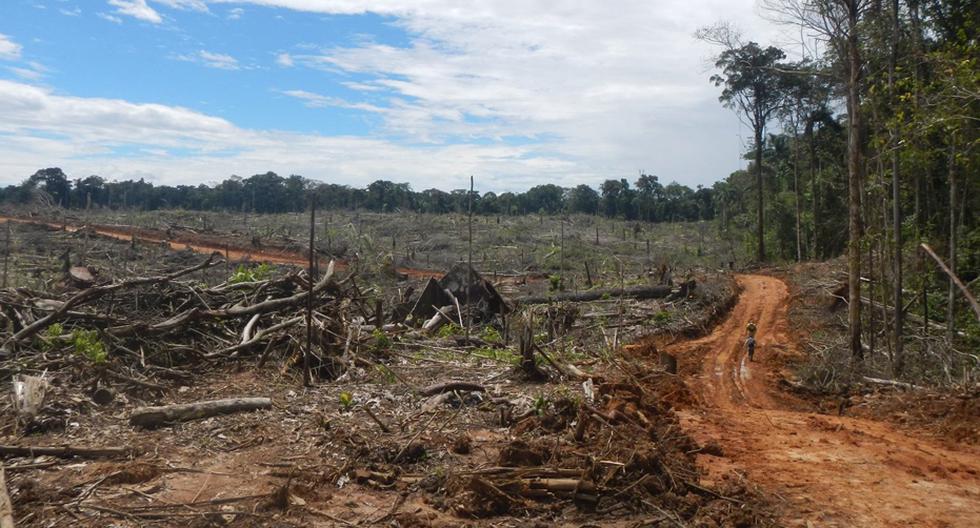 Amazonía en rápido proceso de deforestación: tala ilegal y depredación de bosques