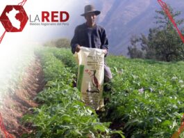 red-medios-regionales-peru-escasez-fertilizantes referencial