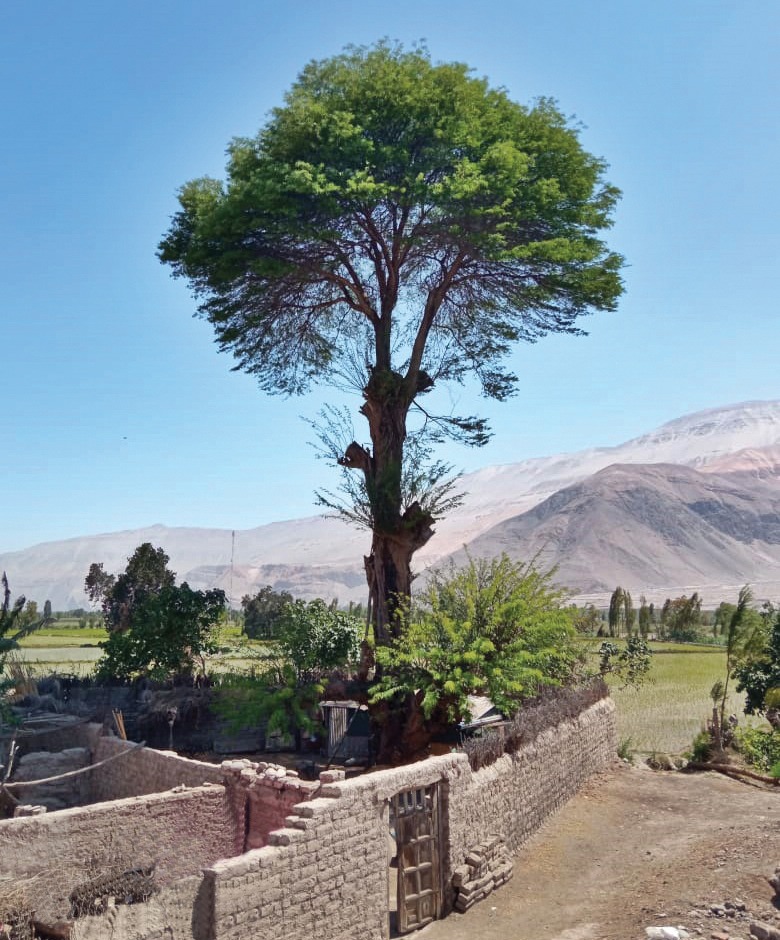 Árbol de huarango en Huancarqui Arequipa